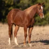 A chestnut horse with a white blaze stands in a dry grassy field