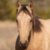 A tan horse with a dark mane stands in sunlight