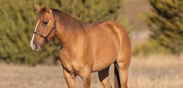 horse image